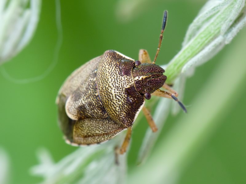 Rubiconia intermedia (Wolff, 1811)